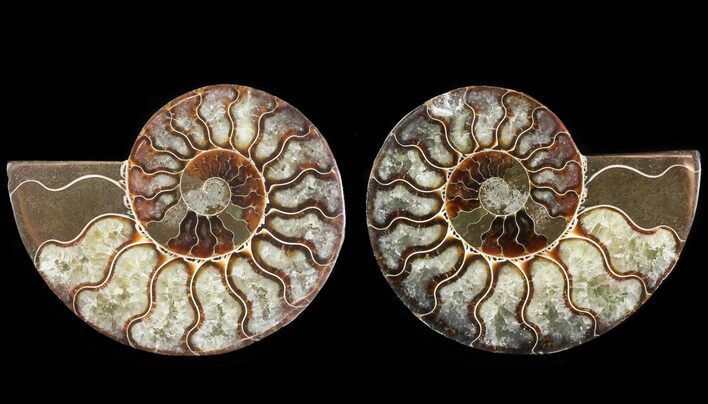 Cut & Polished Ammonite Fossil - Agatized #64970